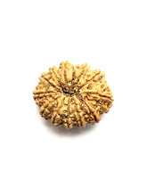 Load image into Gallery viewer, 13 Mukhi Rudraksha (Nepali Bead)