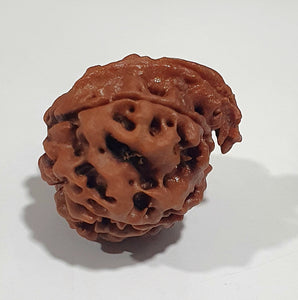 Ganesha Rudraksha Nepali Bead