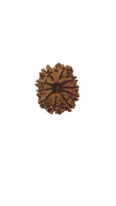 10 Mukhi Rudraksha (Nepali Bead)