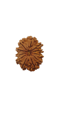 11 Mukhi Rudraksha (Nepali Bead)