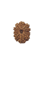 12 Mukhi Rudraksha (Nepali Bead)