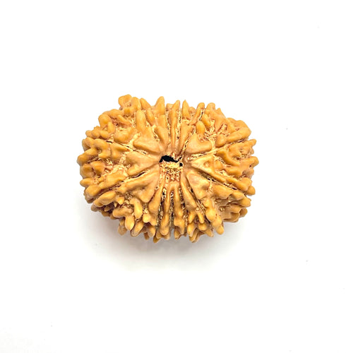 13 Mukhi Premium Rudraksha (Nepali Bead)