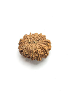 13 Mukhi Premium Rudraksha (Nepali Bead)