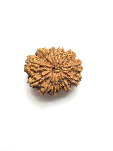 13 Mukhi Premium Rudraksha (Nepali Bead)