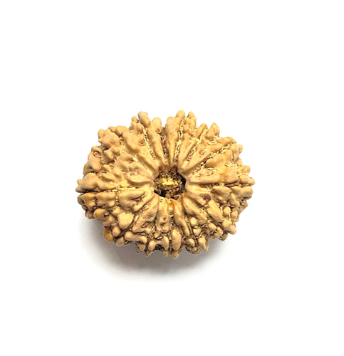 13 Mukhi Premium Rudraksha  (Nepali Bead)