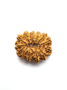 13 Mukhi Rudraksha Premium Collector (Nepali Bead)