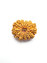 Load image into Gallery viewer, 13 Mukhi Rudraksha Premium Collector (Nepali Bead)