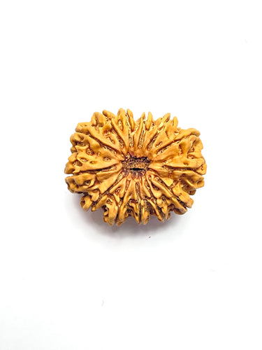 13 Mukhi Rudraksha Premium Collector (Nepali Bead)