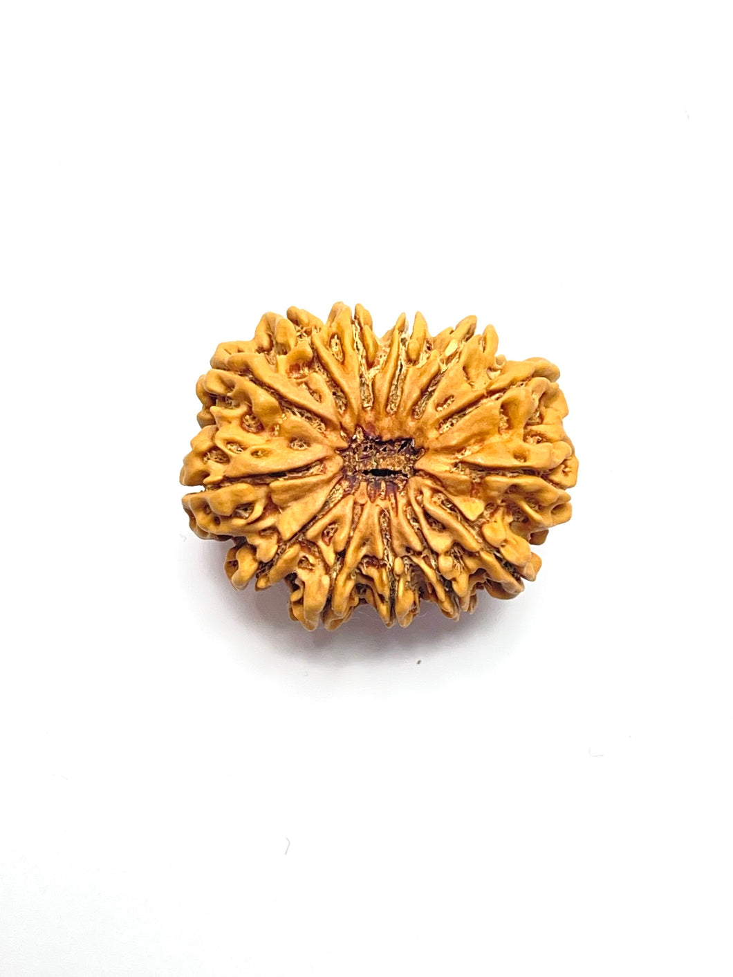 13 Mukhi Rudraksha Premium Collector (Nepali Bead)