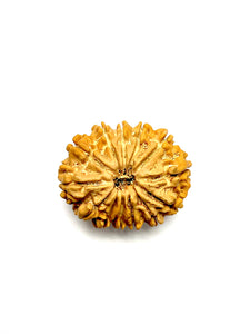 13 Mukhi Premium Rudraksha (Nepali Bead)