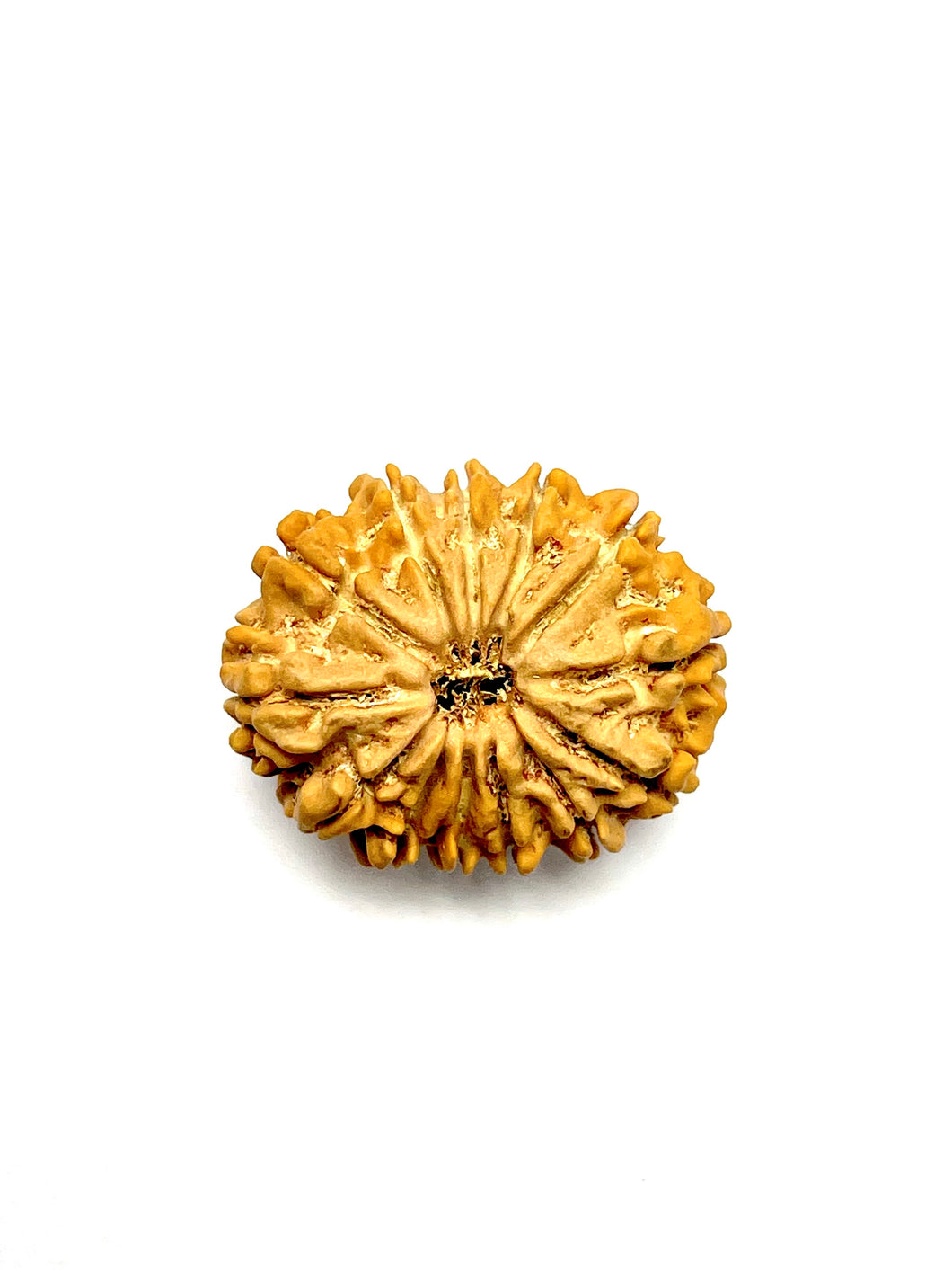 13 Mukhi Premium Rudraksha (Nepali Bead)