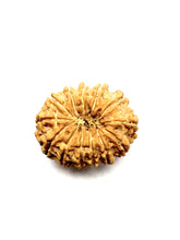 Load image into Gallery viewer, 13 Mukhi Premium Rudraksha (Nepali Bead)