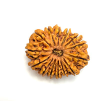 Load image into Gallery viewer, 14 Mukhi Premium Collector Rudraksha (Nepali Bead)