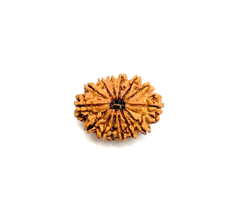 14 Mukhi Rudraksha (Nepali Bead)