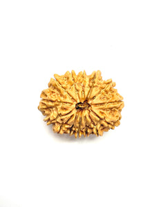 14 Mukhi Premium Rudraksha (Nepali Bead)