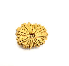 Load image into Gallery viewer, 14 Mukhi Premium Collector Rudraksha (Nepali Bead)