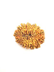 14 Mukhi Premium Collector Rudraksha (Nepali Bead)