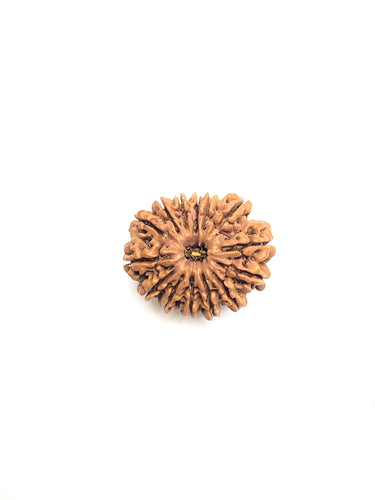 14 Mukhi Premium Rudraksha (Nepali Bead)