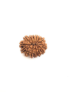 14 Mukhi Premium Rudraksha (Nepali Bead)