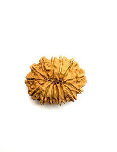 14 Mukhi Premium Rudraksha (Nepali Bead)