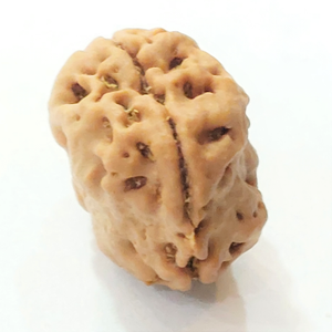 Two Mukhi (Pathri Chikna) Nepali Bead