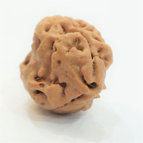 Two Mukhi (Pathri Chikna) Nepali Bead