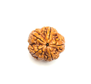 5 Mukhi Amla Rudraksha (Nepali Bead)