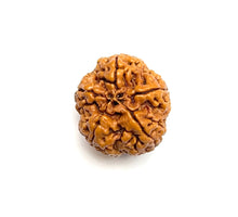 Load image into Gallery viewer, 5 Mukhi Amla Rudraksha (Nepali Bead)