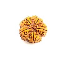 Load image into Gallery viewer, 5 Mukhi Amla Rudraksha Premium Quality