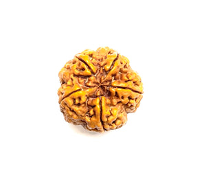 5 Mukhi Amla Rudraksha Premium Quality