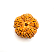 Load image into Gallery viewer, 5 Mukhi Amla Rudraksha Premium Quality