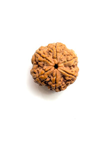 6 Mukhi Rudraksha Premium Amla Bead