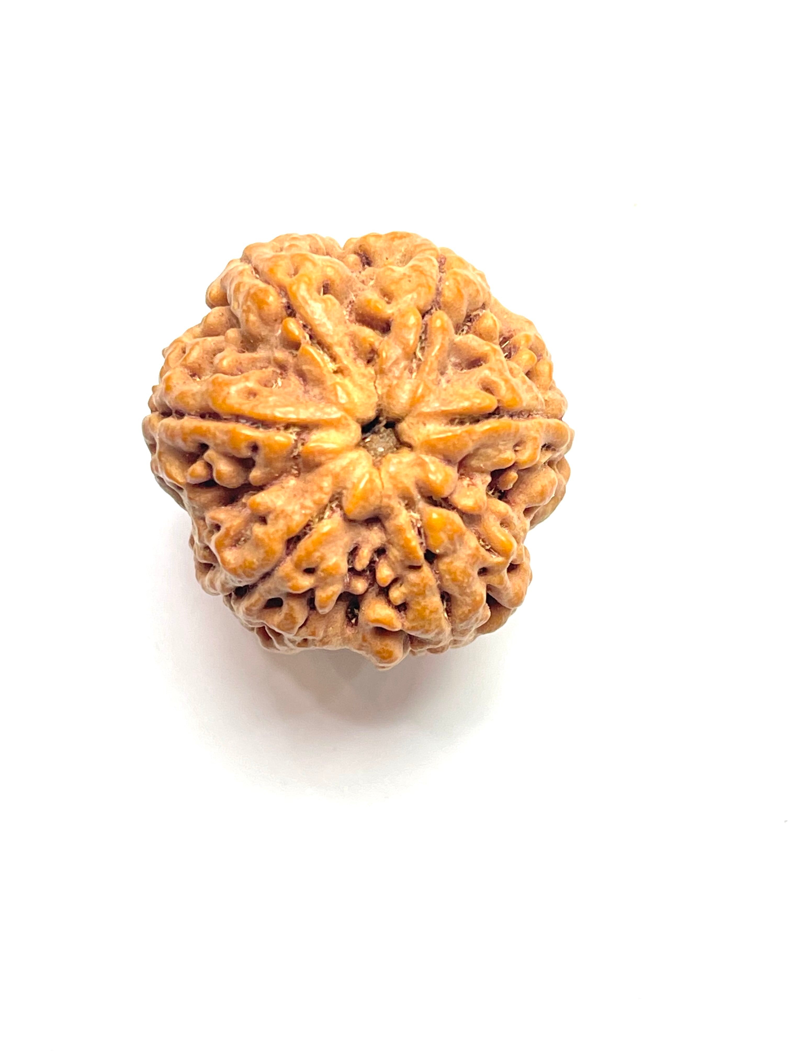 MUKKUロクシタン 6 Mukhi Premium Collector Rudraksha Bead – Om Prakash and Sons