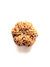 Load image into Gallery viewer, 6 Mukhi Premium Collector Rudraksha Bead