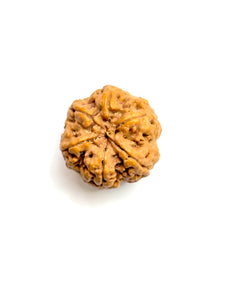 6 Mukhi Rudraksha Premium Amla Bead