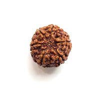 Load image into Gallery viewer, 6 Mukhi Nepali Rudraksha