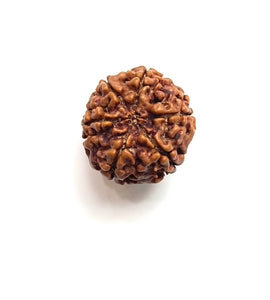 6 Mukhi Nepali Rudraksha