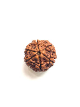 Load image into Gallery viewer, 6 Mukhi Nepali Rudraksha