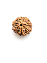 Load image into Gallery viewer, 7 Mukhi Rudraksha (Nepali Bead)