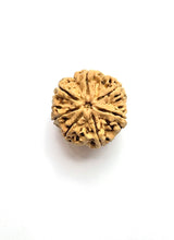 Load image into Gallery viewer, 7 Mukhi Rudraksha Amla