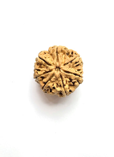 7 Mukhi Rudraksha Amla