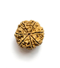 Load image into Gallery viewer, 7 Mukhi Rudraksha Amla