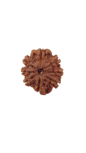 Eight Mukhi Rudraksha (Nepali Bead)