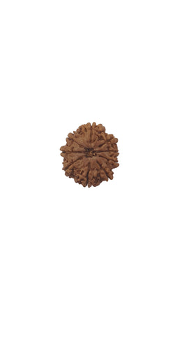 9 Mukhi Rudraksha (Nepali Bead)