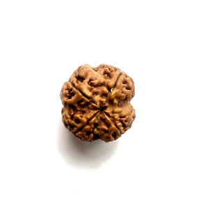 4 Mukhi Rudraksha (Nepali Bead)