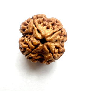 4 Mukhi Rudraksha (Nepali Bead)