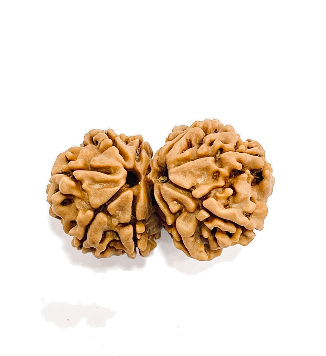 Gauri Shankar Rudraksha (Premium)