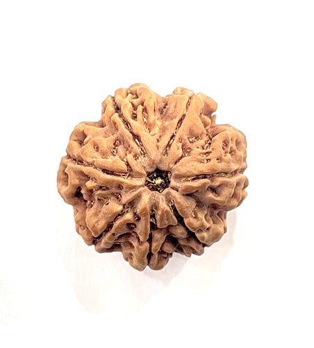 7 Mukhi Premium Rudraksha Amla (Nepali Bead)