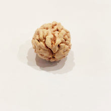 Load image into Gallery viewer, Two Mukhi Rudraksha (Himalaya)