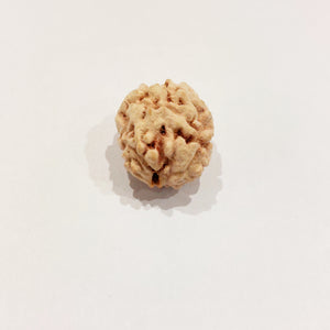 Two Mukhi Rudraksha (Himalaya)